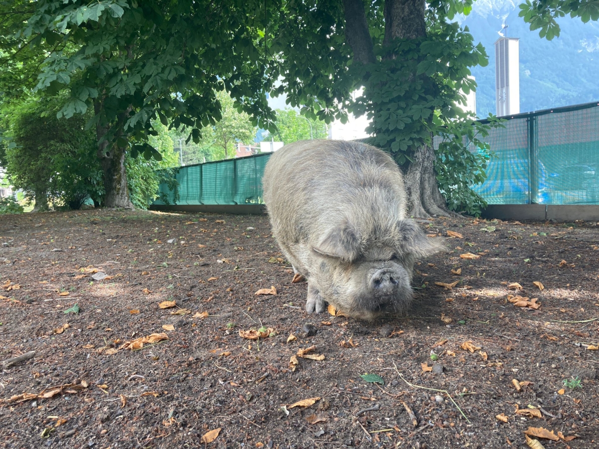 Schwein im Schulgarten des Reithmann-Gymnasiums in Innsbruck, Klimabündnis-Schule