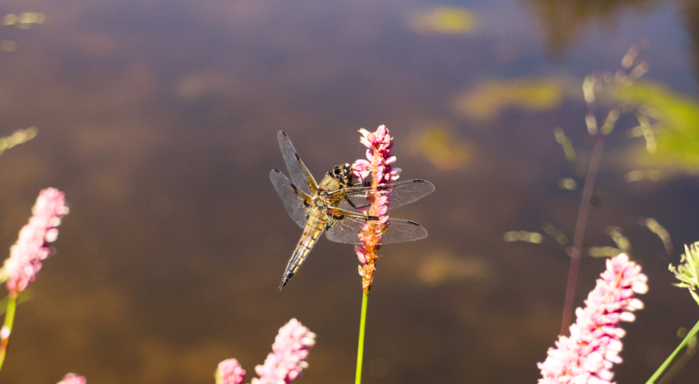 Vierflecklibelle Blüte vor Teich