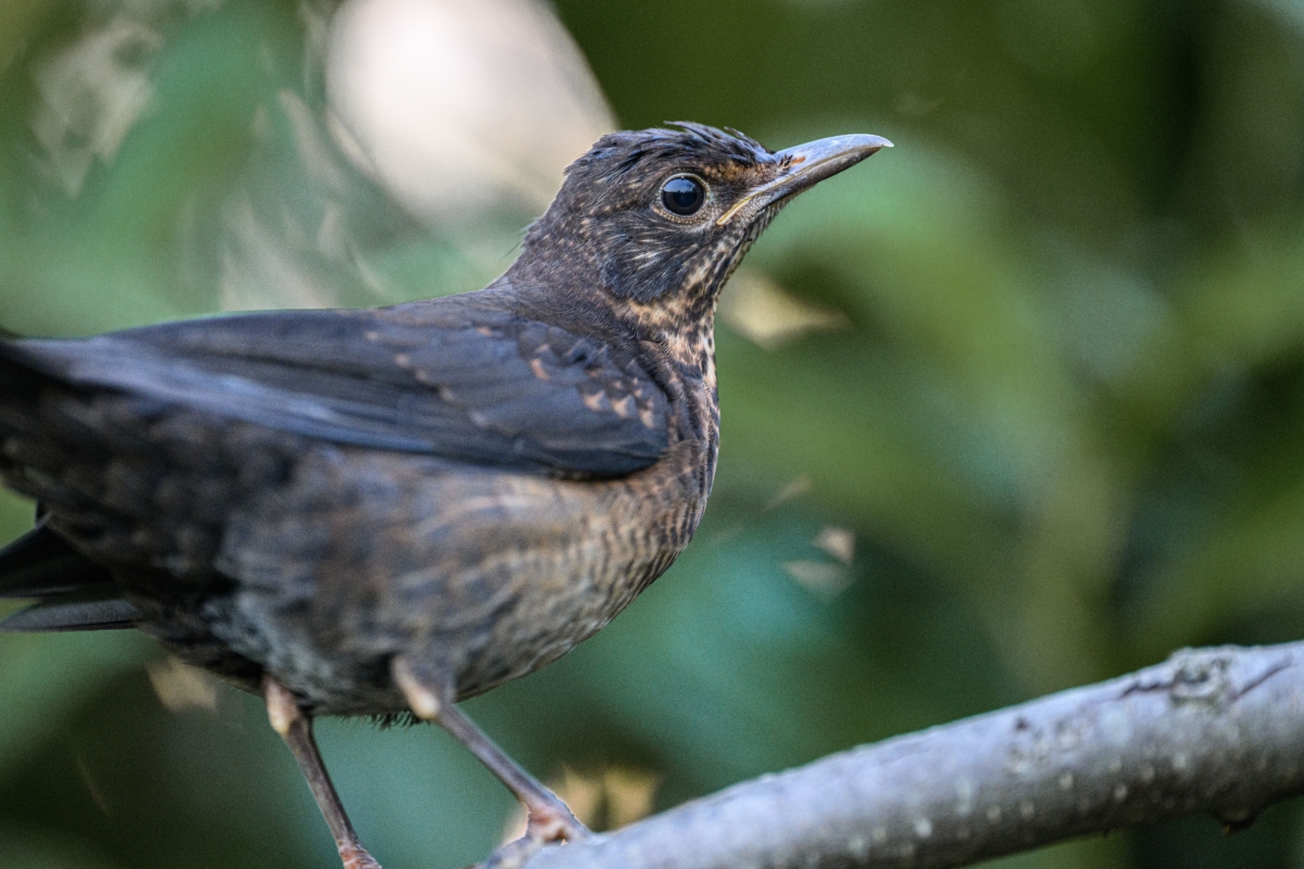 Amsel